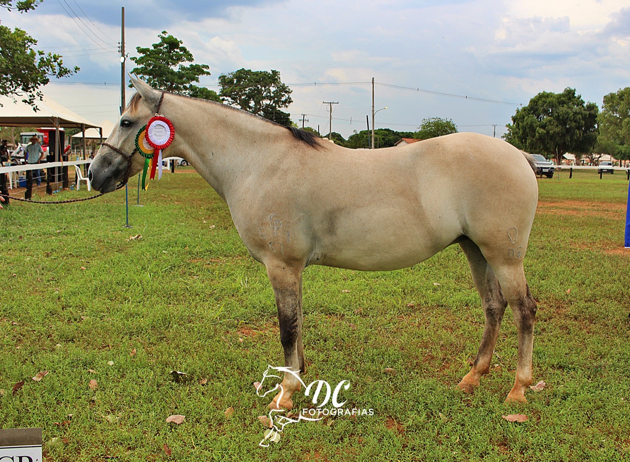 Versátil, Cavalo Pantaneiro conquista espaço no mercado – Revista Rural