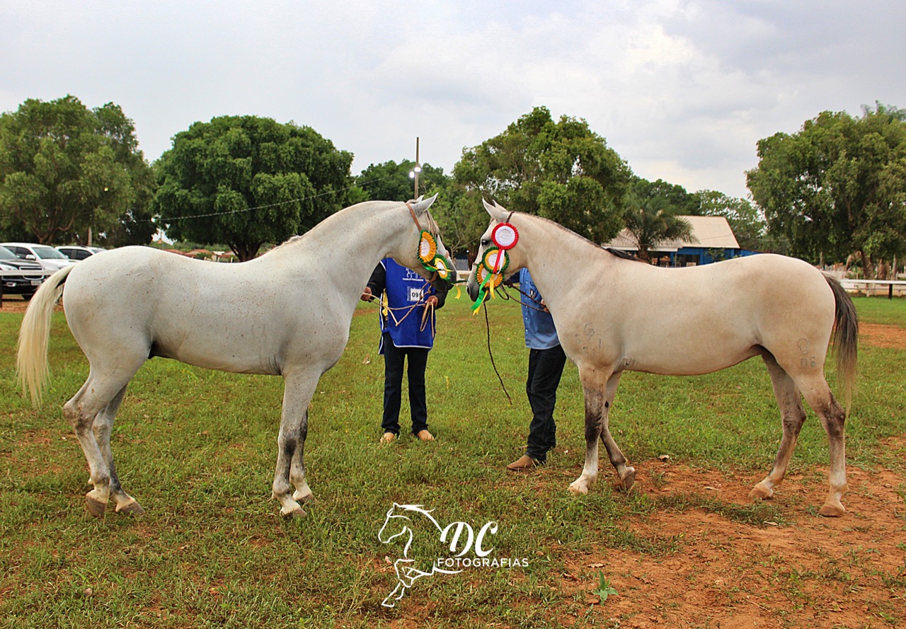 Cavalo pulando sentao pantaneiro 