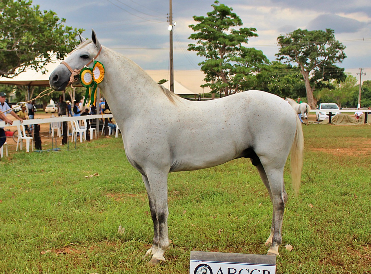 Versátil, Cavalo Pantaneiro conquista espaço no mercado – Revista Rural