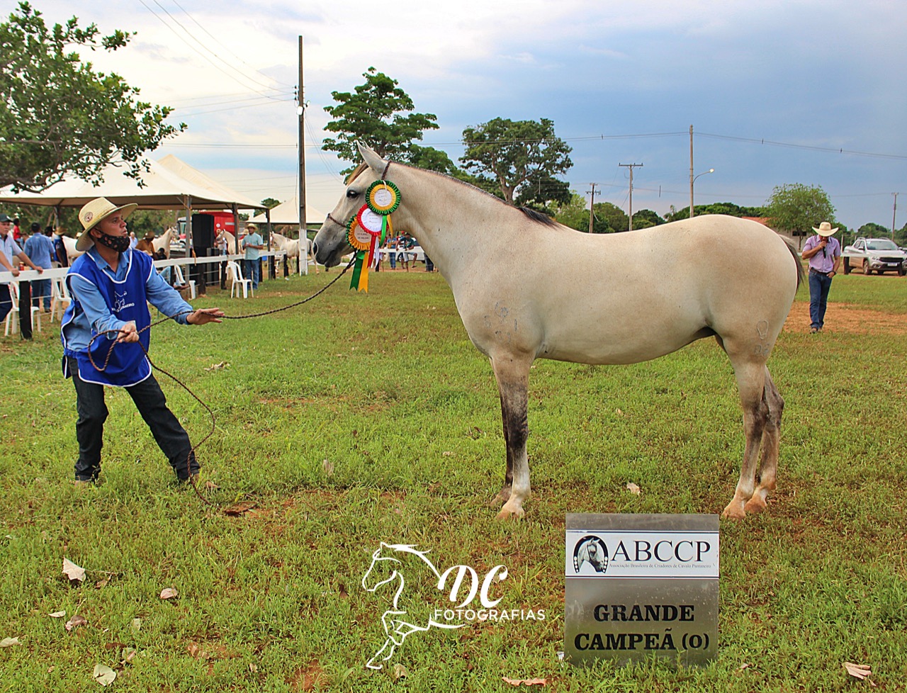 Conheça o Cavalo Pantaneiro, rústico e versátil - CompreRural